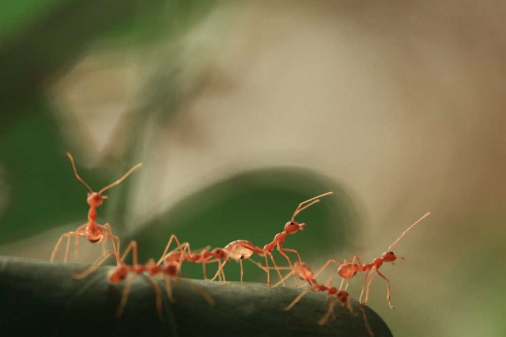 Get rid of ants