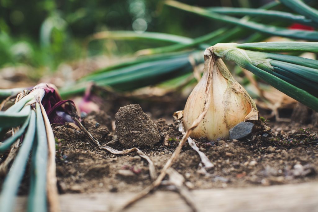 Grow garlic at home
