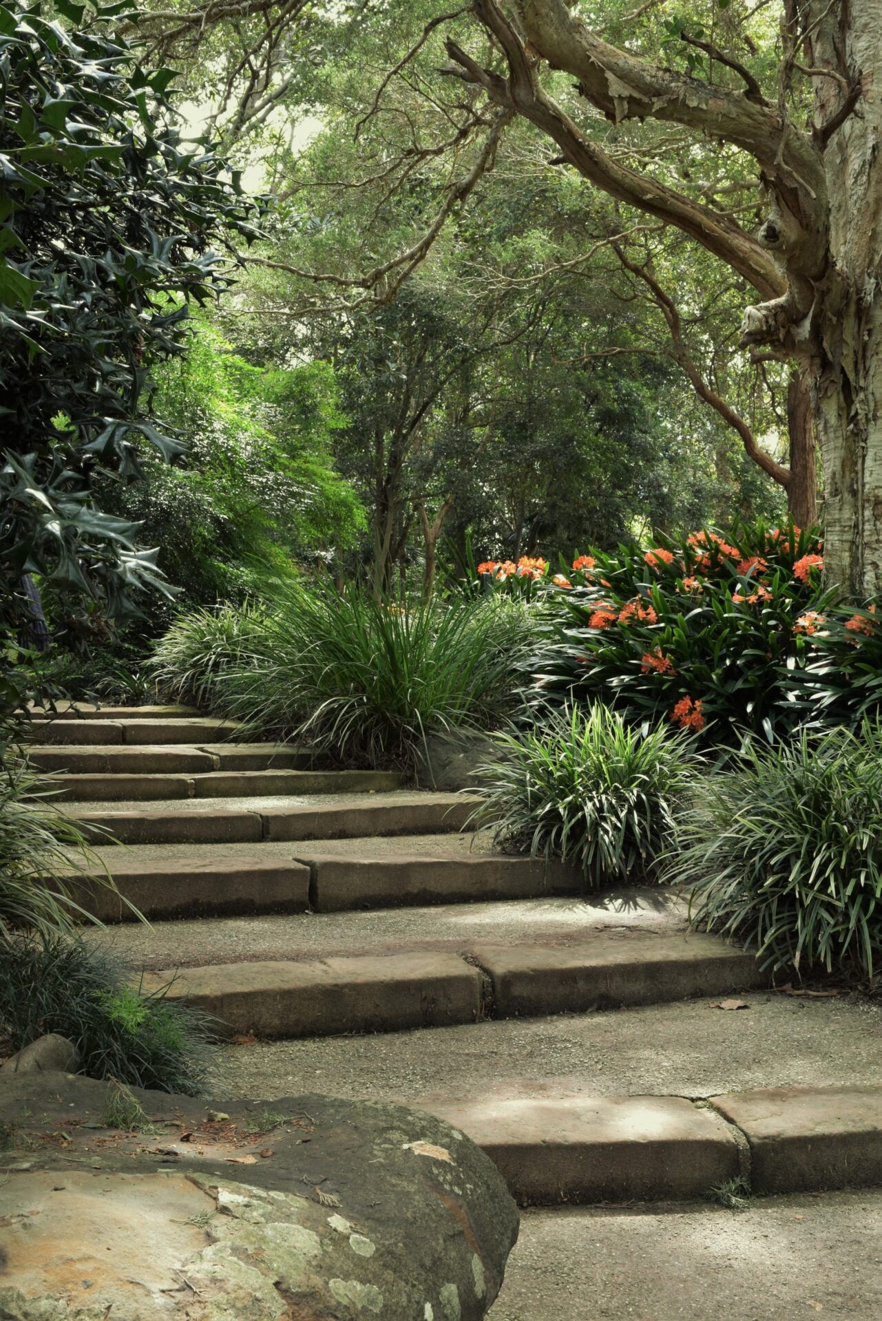 Clivias From Seed How To Grow them In Your Home Garden HomeTips.co