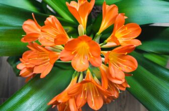Clivia