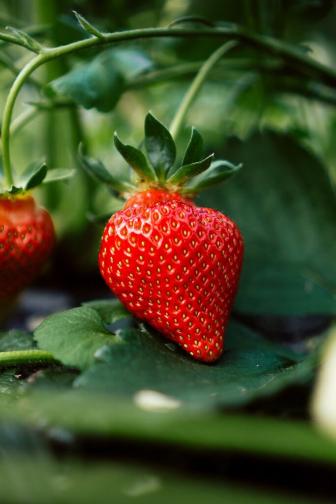 Strawberry plant