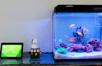 clean fish tank