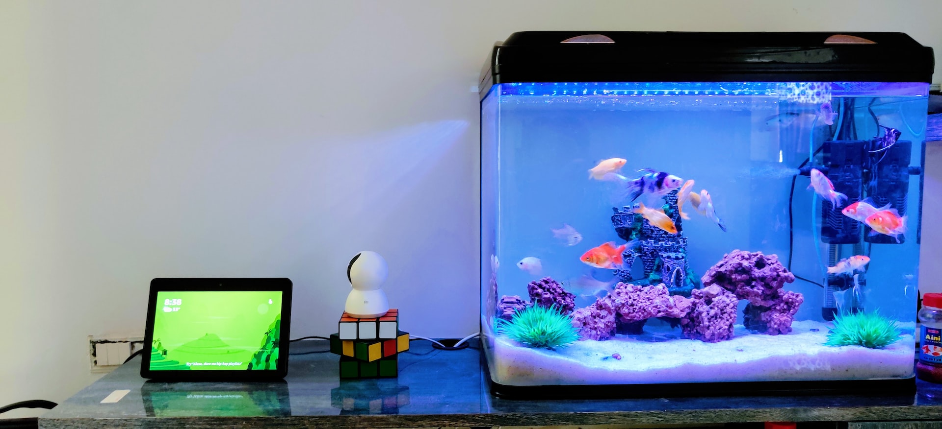 clean fish tank