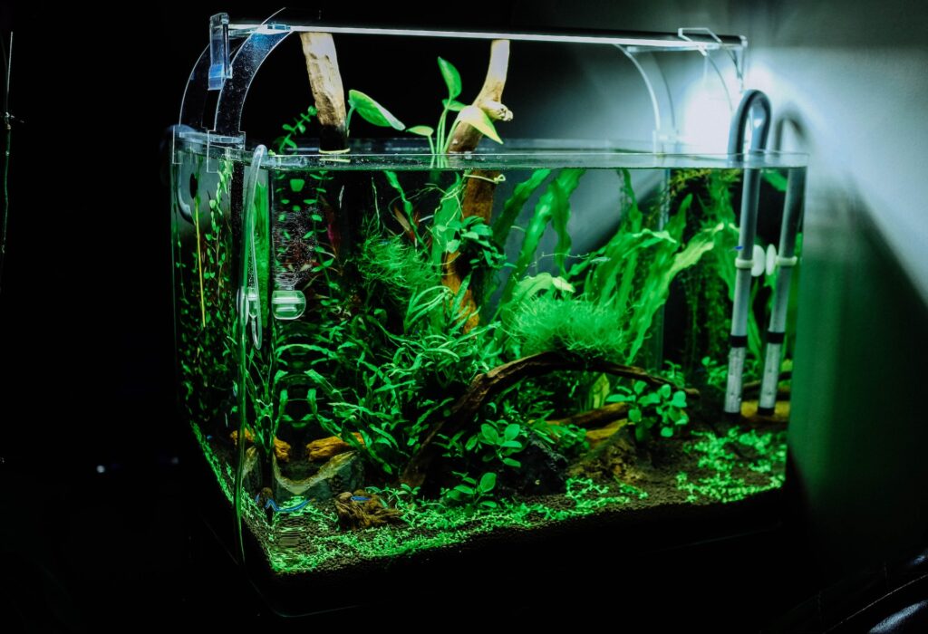 green clean fish tank 