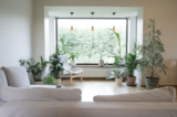 Using Plants to Enhance Feng Shui in your house