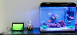 The Ultimate Guide On Clean Fish Tank