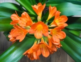 Clivias From Seed – How To Grow them In Your Home Garden