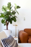 15 Air Purifying House Plants That Make Your Home Beautiful